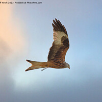 Buy canvas prints of Red kite in flight by Cliff Kinch