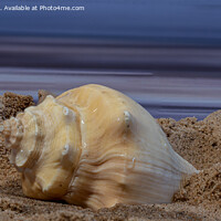 Buy canvas prints of Shell on a beach by Cliff Kinch