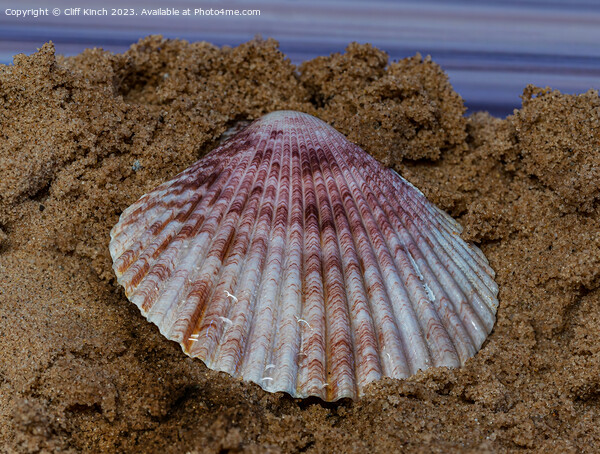 Sea shell on sand Picture Board by Cliff Kinch