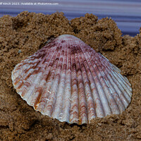 Buy canvas prints of Sea shell on sand by Cliff Kinch