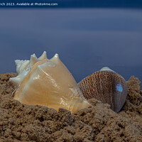 Buy canvas prints of A pair of sea shells by Cliff Kinch