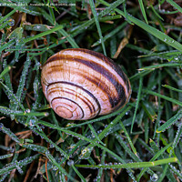 Buy canvas prints of Snail shell in dew by Cliff Kinch