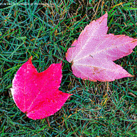 Buy canvas prints of Maple leaves by Cliff Kinch
