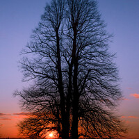 Buy canvas prints of Sunset under the elm by Cliff Kinch