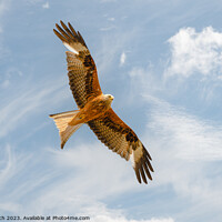 Buy canvas prints of Red Kite in Flight by Cliff Kinch