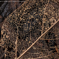 Buy canvas prints of Leaf decay abstract by Cliff Kinch