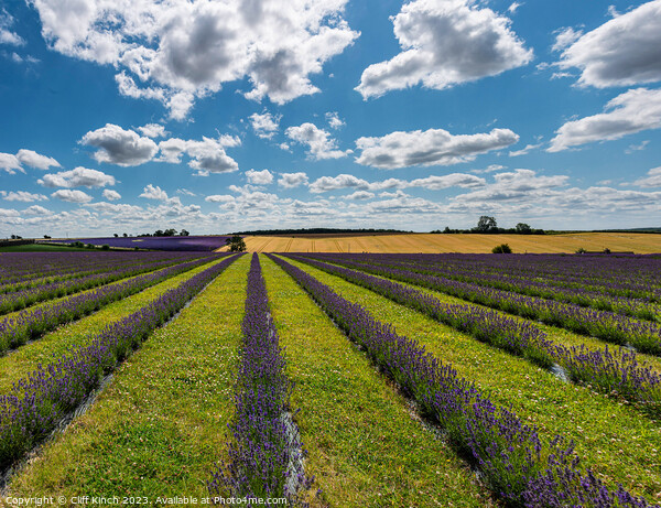 Cotswold Lavender Picture Board by Cliff Kinch