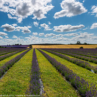 Buy canvas prints of Cotswold Lavender by Cliff Kinch