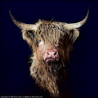 Buy canvas prints of Majestic Highland Cattle by Cliff Kinch