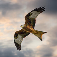 Buy canvas prints of Red Kite in flight by Cliff Kinch