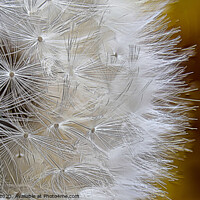 Buy canvas prints of Dandelion  by Cliff Kinch