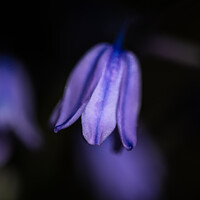 Buy canvas prints of Softness of the bluebell by Cliff Kinch