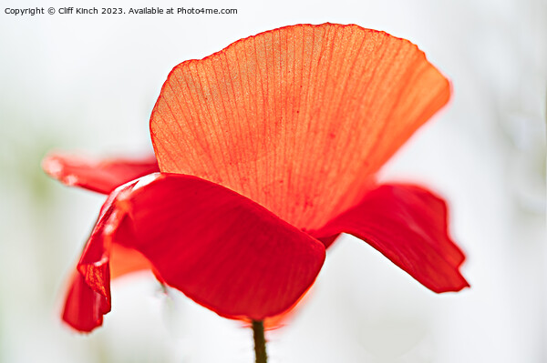Poppy Picture Board by Cliff Kinch