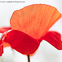 Buy canvas prints of Poppy by Cliff Kinch