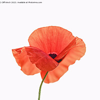 Buy canvas prints of Fiery Bloom of the Poppy by Cliff Kinch