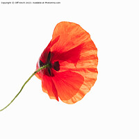 Buy canvas prints of Fiery Remembrance by Cliff Kinch