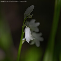 Buy canvas prints of A single white bluebell in the darkness by Cliff Kinch