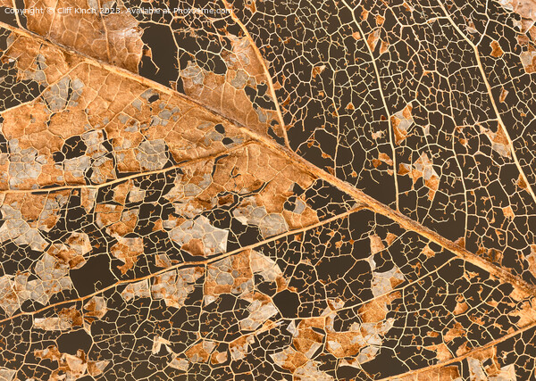 Leaf decay abstract Picture Board by Cliff Kinch