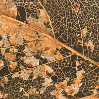 Buy canvas prints of Leaf decay abstract by Cliff Kinch