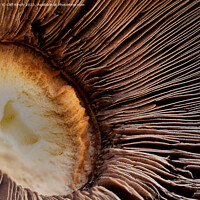 Buy canvas prints of Mushroom abstract by Cliff Kinch