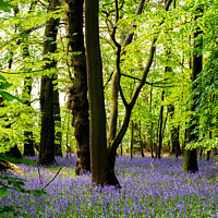 Buy canvas prints of Enchanting Bluebell Forest by Cliff Kinch