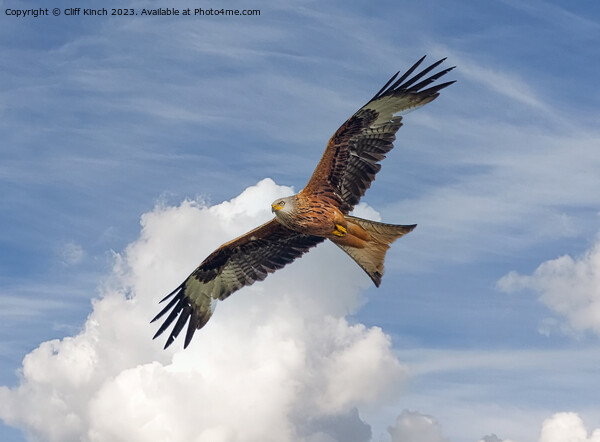 Soaring Red Kite Picture Board by Cliff Kinch