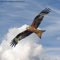 Buy canvas prints of Soaring Red Kite by Cliff Kinch