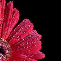 Buy canvas prints of Vibrant African Daisy Unveils Nature's Passion by Cliff Kinch