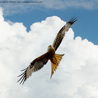 Buy canvas prints of Soaring Red Kite Against Sky by Cliff Kinch