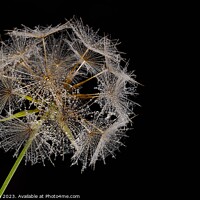 Buy canvas prints of Dew-Kissed Dandelion Sphere by Cliff Kinch