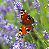 Buy canvas prints of Peacock butterfly on lavender by Cliff Kinch