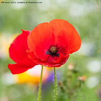 Buy canvas prints of Red poppy standing tall by Cliff Kinch