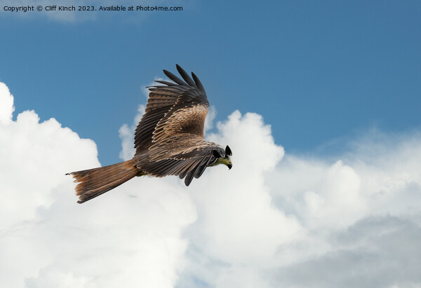 Red Kite in flight Picture Board by Cliff Kinch
