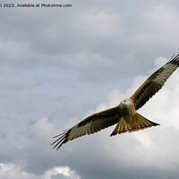 Buy canvas prints of Soaring Red Kite: Sky's Symphonic Ballet by Cliff Kinch