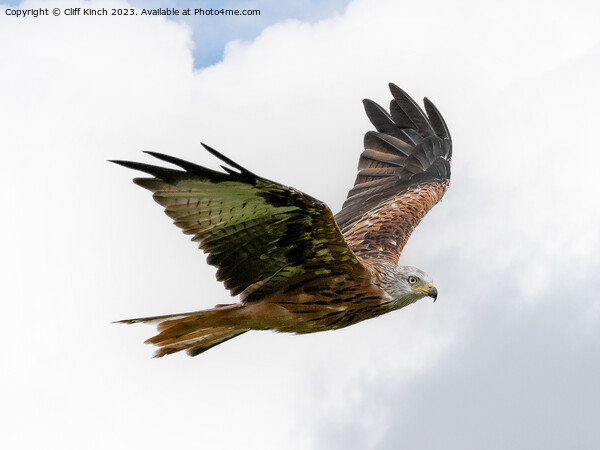 Soaring Red Kite: Spectacle in the Sky Picture Board by Cliff Kinch