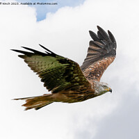 Buy canvas prints of Soaring Red Kite: Spectacle in the Sky by Cliff Kinch