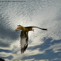 Buy canvas prints of Soaring Red Kite Amidst Clouds by Cliff Kinch