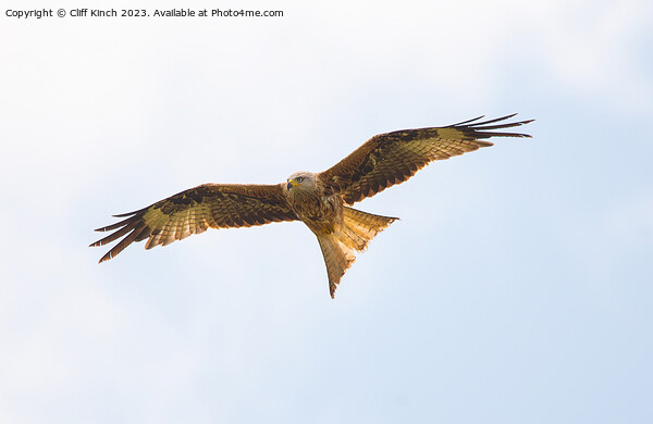 Red Kite in flight Picture Board by Cliff Kinch