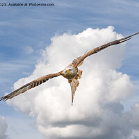 Buy canvas prints of Red kite in flight by Cliff Kinch