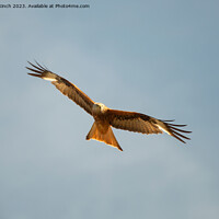 Buy canvas prints of Red Kite in flight by Cliff Kinch