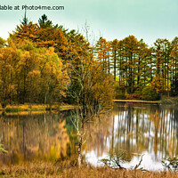 Buy canvas prints of Autumn at Moss Eccles Tarn by Cliff Kinch
