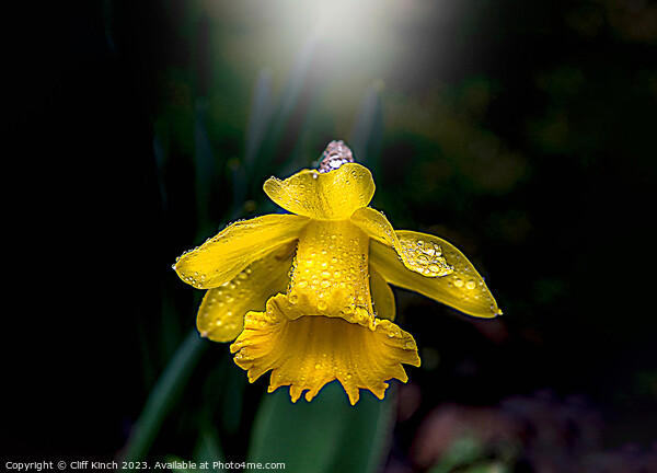 The Daffodil and the dew Picture Board by Cliff Kinch