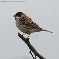Buy canvas prints of Reed Bunting by Cliff Kinch