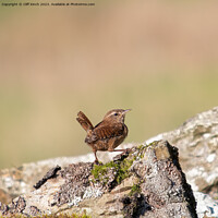 Buy canvas prints of Wren perched on a stone wall by Cliff Kinch