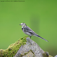 Buy canvas prints of Pied Wagtail by Cliff Kinch