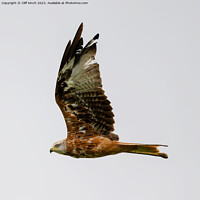 Buy canvas prints of Red Kite in Flight by Cliff Kinch