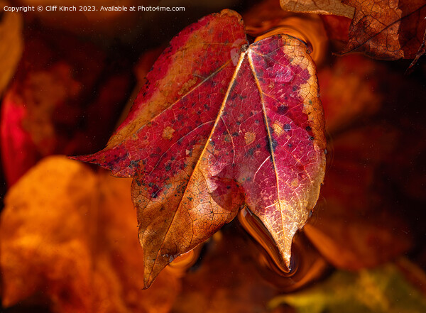 Autumn leaf Picture Board by Cliff Kinch