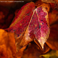 Buy canvas prints of Autumn leaf by Cliff Kinch