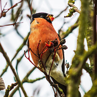 Buy canvas prints of Male Bullfinch by Cliff Kinch