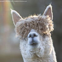 Buy canvas prints of Am I an alpaca? by Cliff Kinch